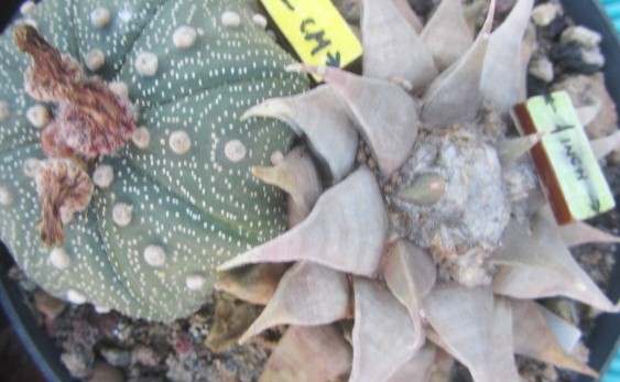 Ariocarpus <br>retusus