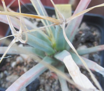 Leuctembergia <br>principis