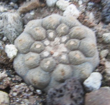 Copiapoa <br>hypogaea