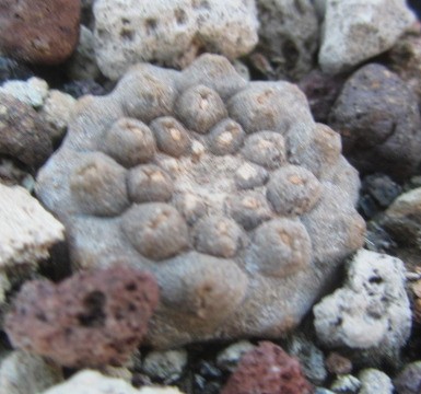 Copiapoa <br>hypogaea