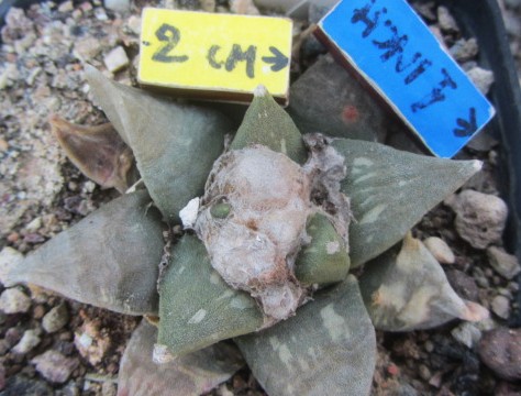 Ariocarpus <br>confusus x retusus