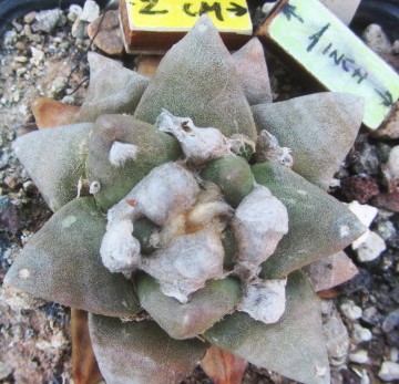 Ariocarpus <br>confusus x retusus