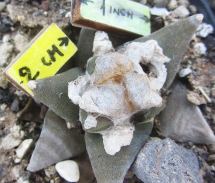 Ariocarpus <br>confusus x retusus