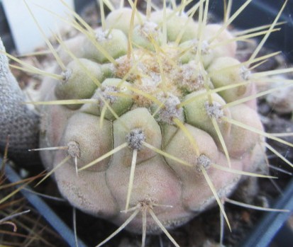 Copiapoa <br>haseltoniana