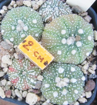 Astrophytum <br>asterias