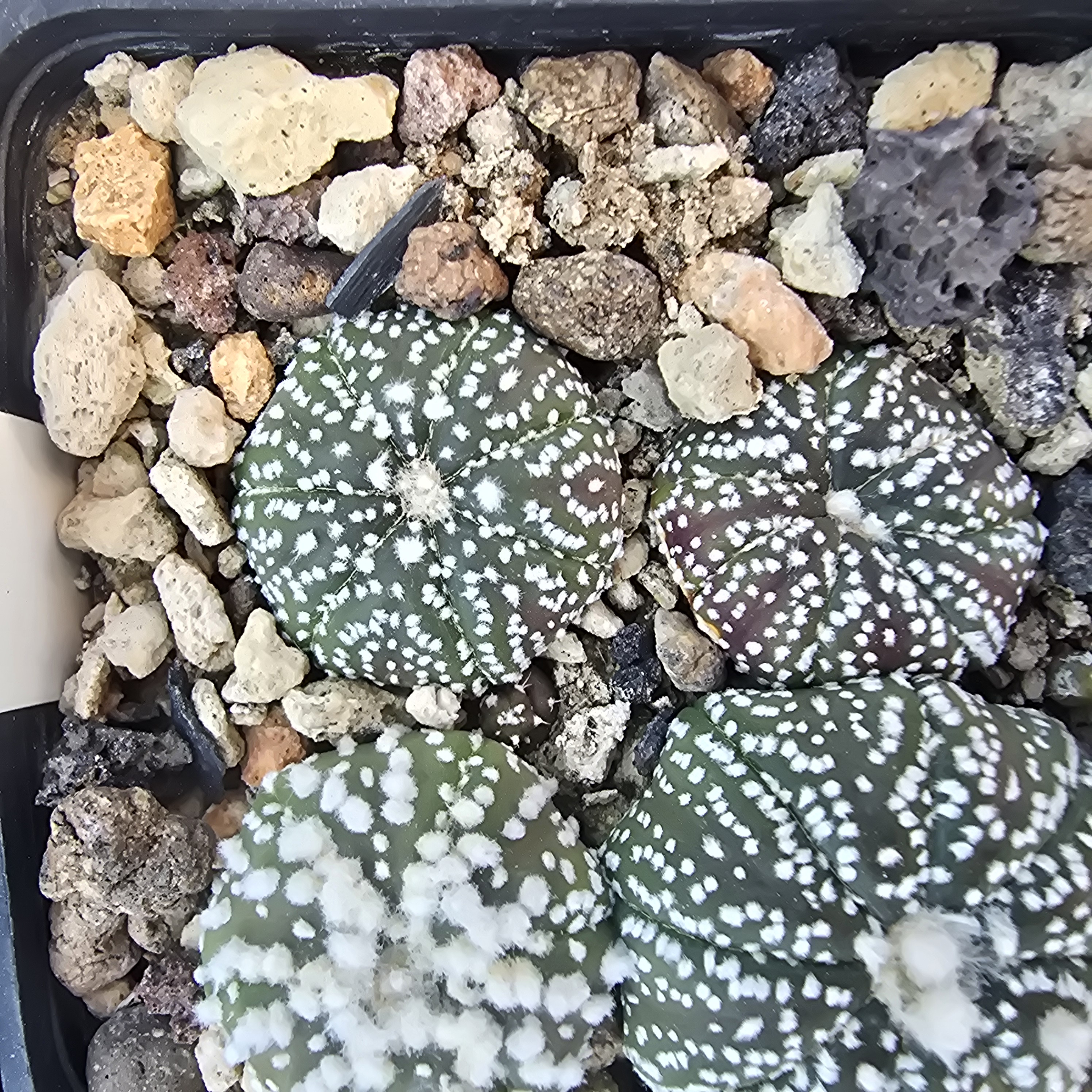 Astrophytum <br>asterias kabuto