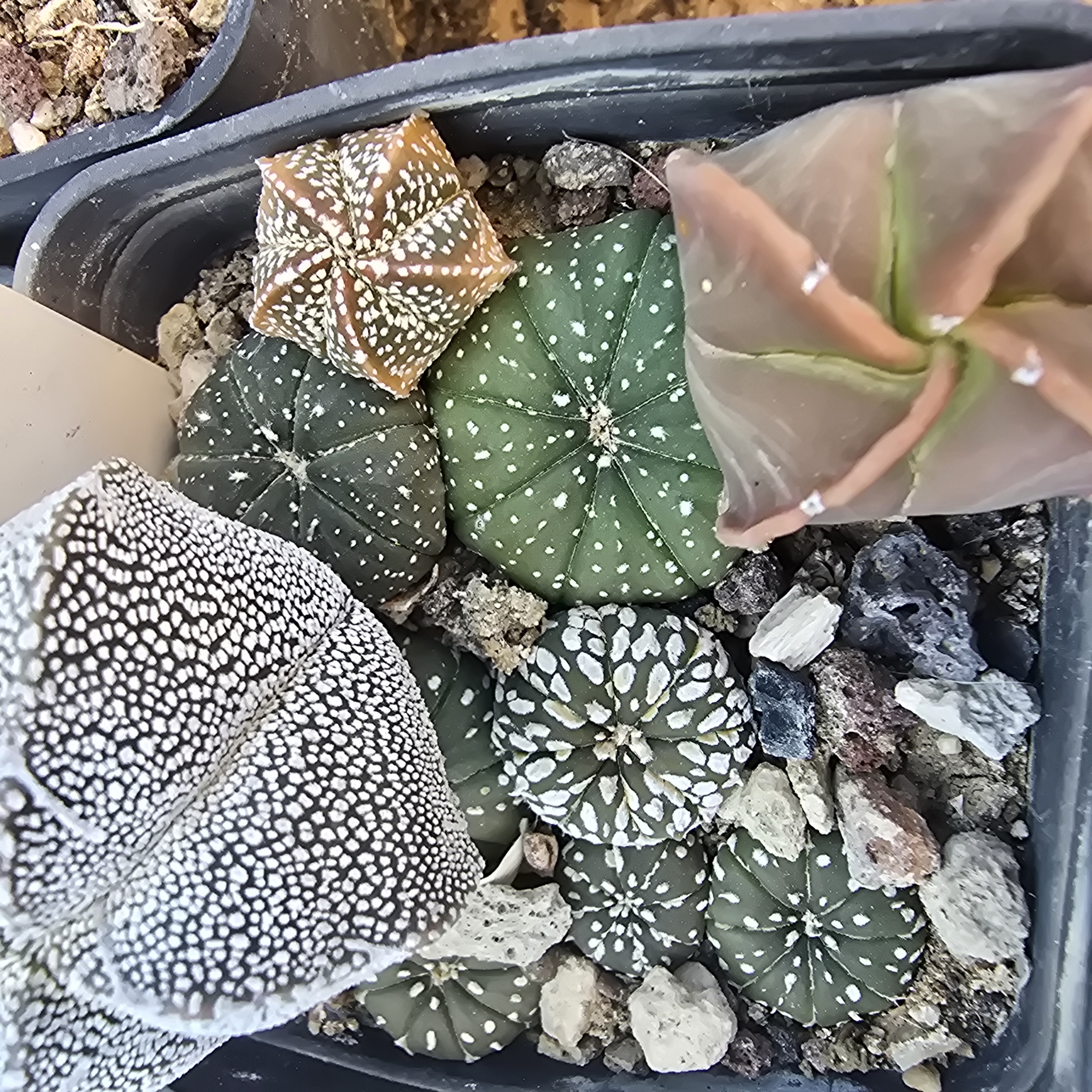 Astrophytum <br>asterias