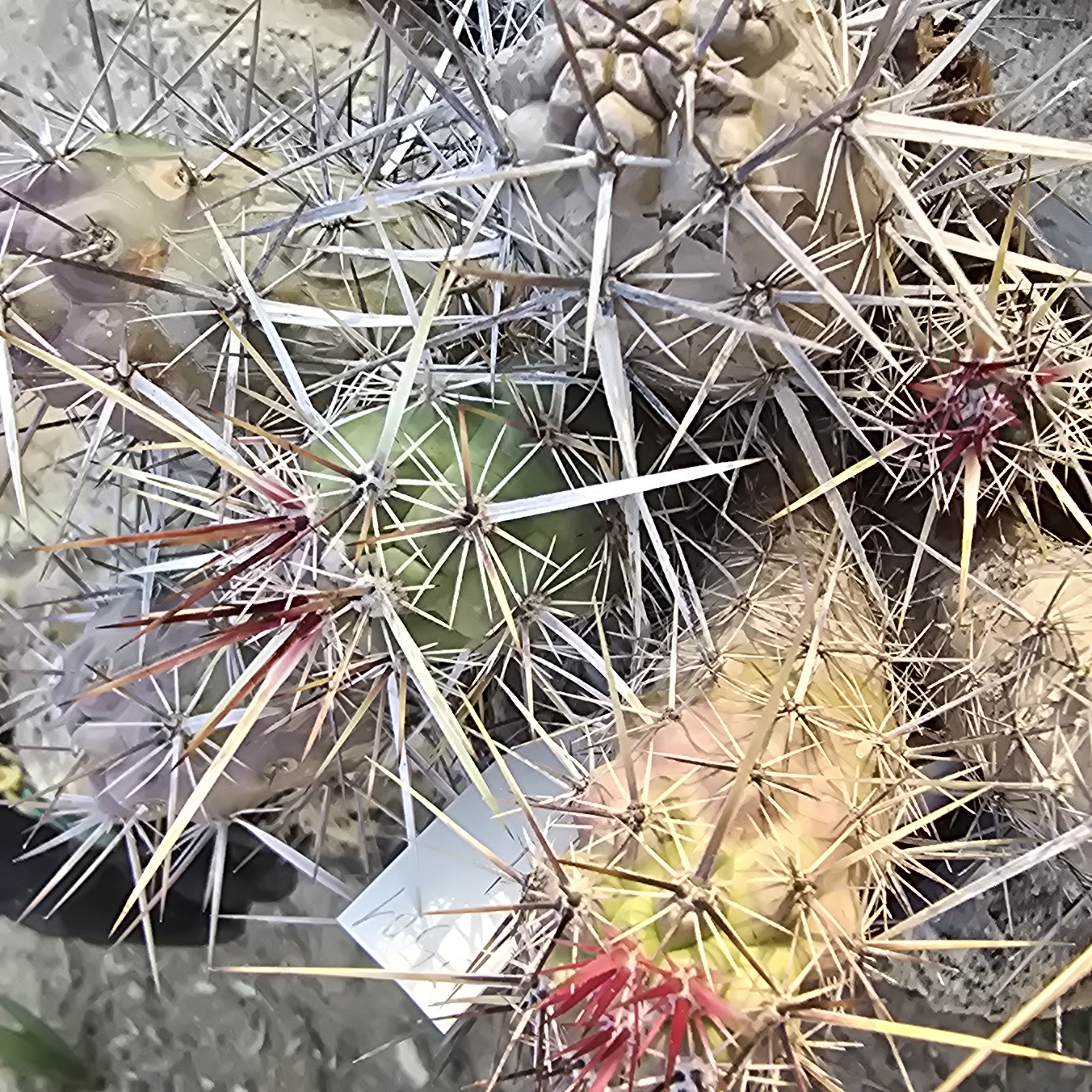 Echinocereus <br>brandegei