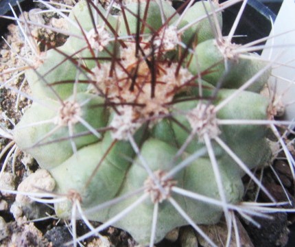 Copiapoa <br>sp aff grandiflora?