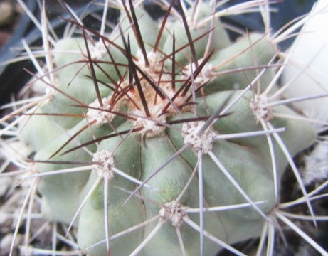 Copiapoa <br>sp aff grandiflora?