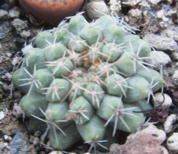 Copiapoa <br>aff esmeraldana? verde