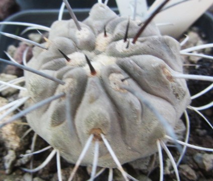 Copiapoa <br>dealbata