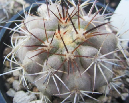 Copiapoa <br>grandiflora affine ?