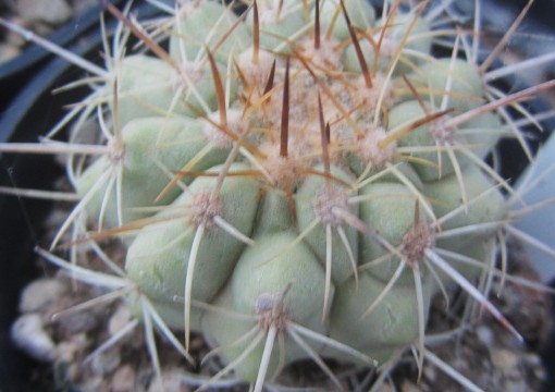 Copiapoa <br>grandiflora affine ?