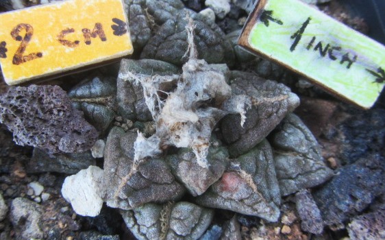 Ariocarpus <br>fissuratus