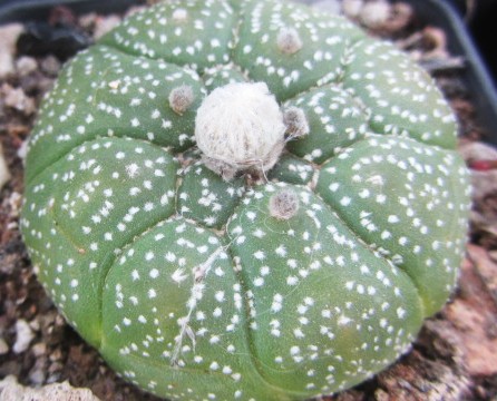 Astrophytum <br>asterias kikko turtle