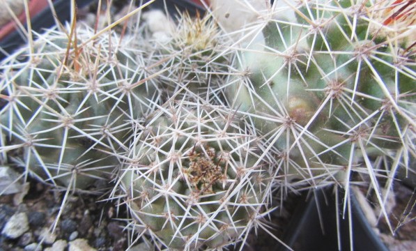 Echinocereus <br>fendlerii . gruppo
