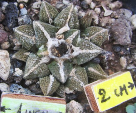 Ariocarpus <br>fiss.lloydii x kotsc. eleph.
