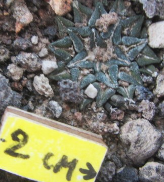 Ariocarpus <br>kotschoubeyanus macdowelli