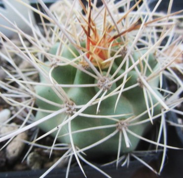 Echinocereus <br>coccineus 