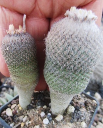 Epithelantha <br>pachyrhiza