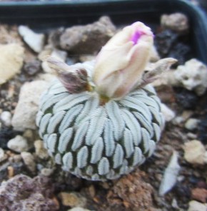 Pelecyphora <br>aselliformis