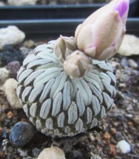 Pelecyphora <br>aselliformis