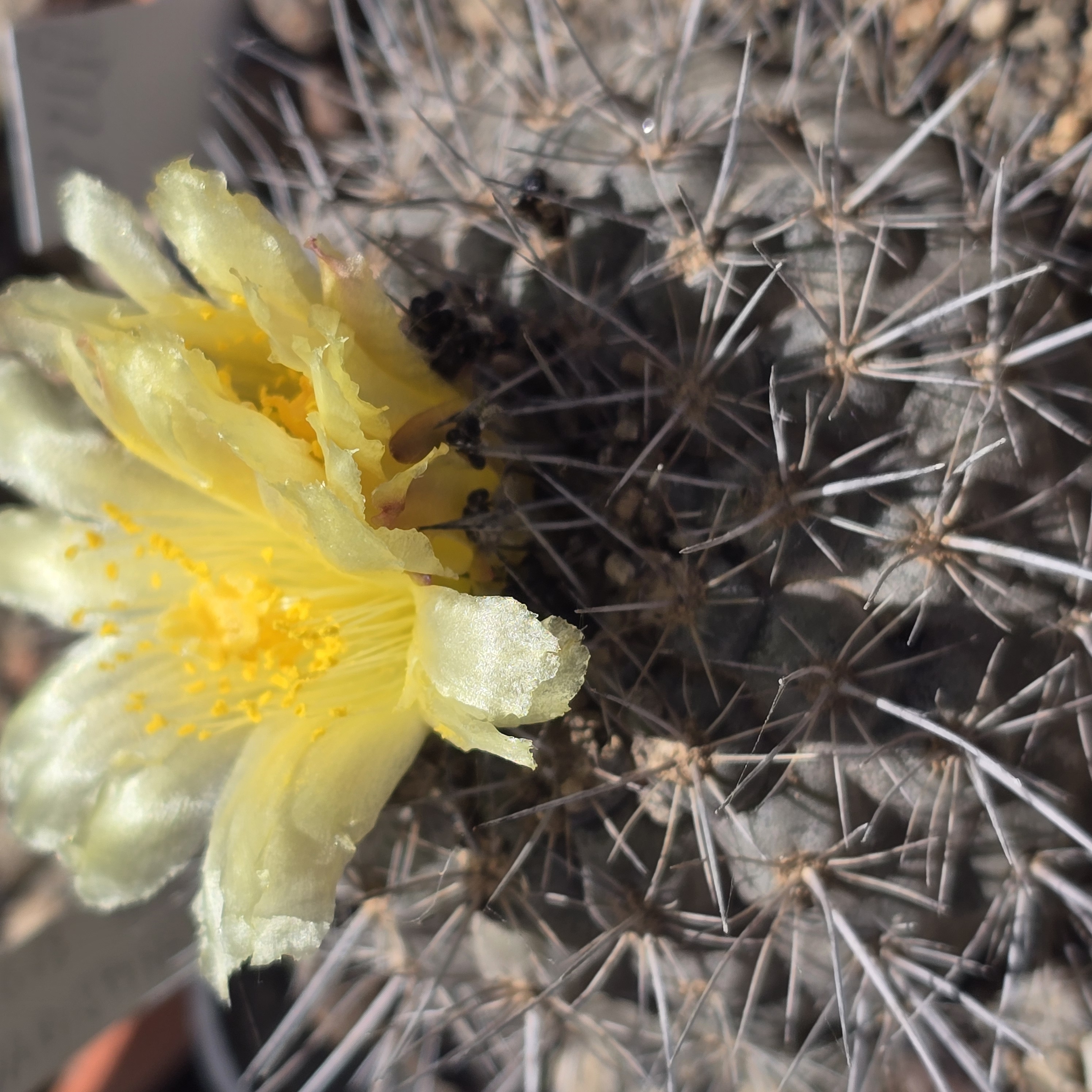 Copiapoa <br>humilis forma