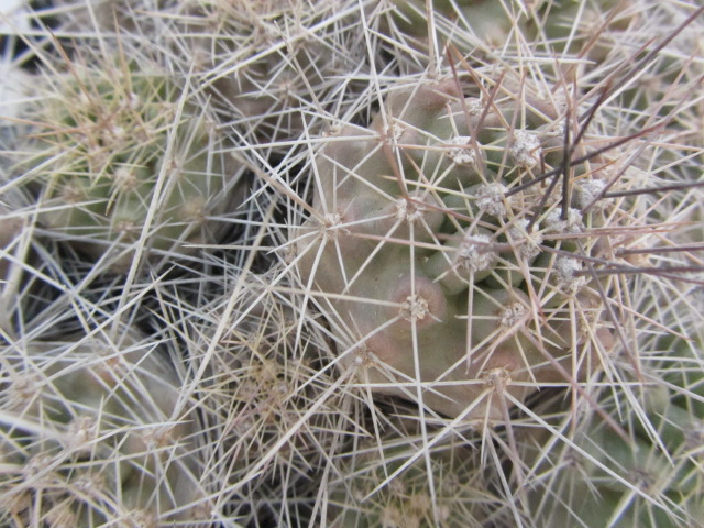 Echinocereus <br>coccineus 