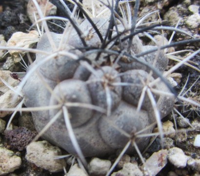 Copiapoa <br>corralensis