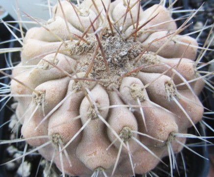 Copiapoa <br>haseltoniana