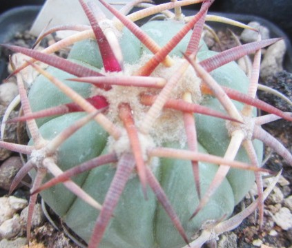 Echinocactus <br>horizonthalonius