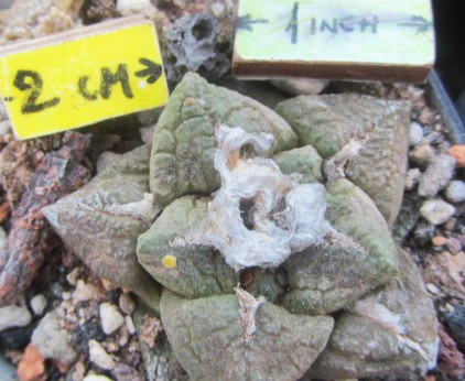 Ariocarpus <br>fissuratus major