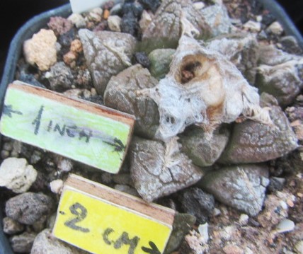 Ariocarpus <br>fissuratus 