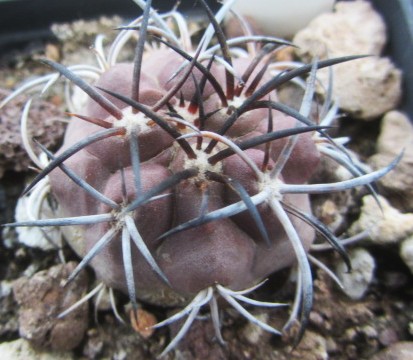 Copiapoa <br>echinoides