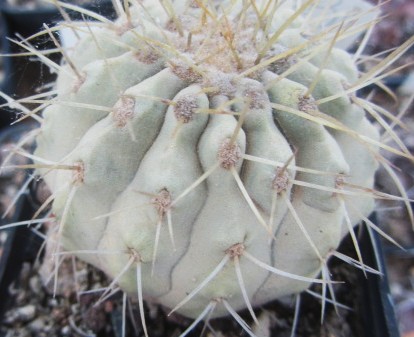 Copiapoa <br>haseltoniana