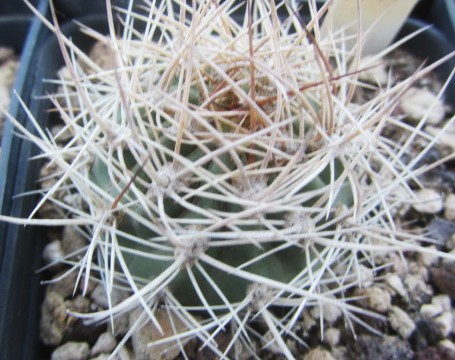 Lobivia <br>lateritia cintiensis
