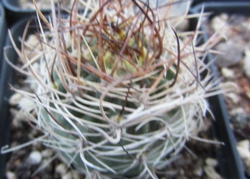 Lobivia <br>lateritia cintiensis