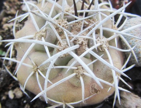 Copiapoa <br>echinata ?