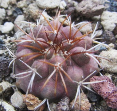 Copiapoa <br>