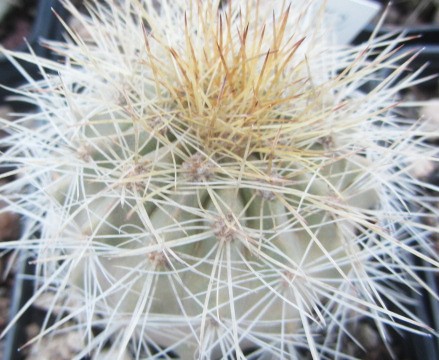 Copiapoa <br>hybrid natural krainziana x haseltoniana