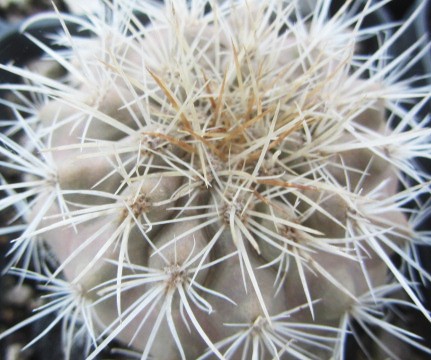 Copiapoa <br>hybrid natural krainziana x haseltoniana