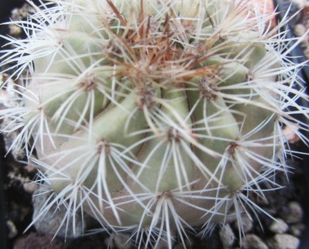 Copiapoa <br>hybrid natural krainziana x haseltoniana
