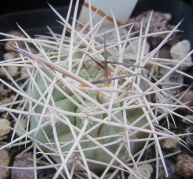Acanthocalycium <br>thionanthum fma