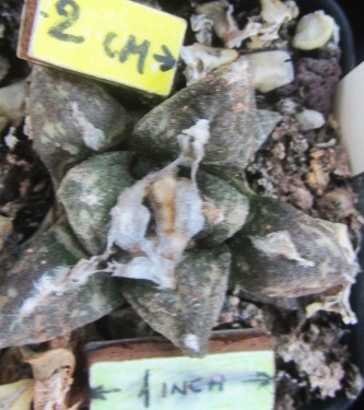 Ariocarpus <br>fiss hybrid f2 
