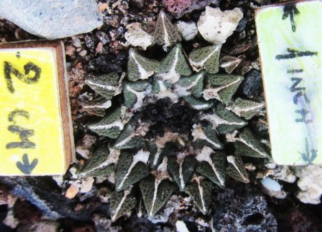 Ariocarpus <br>kotschoubeyanus elephantidens