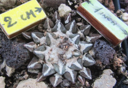 Ariocarpus <br>kotschoubeyanus elephantidens