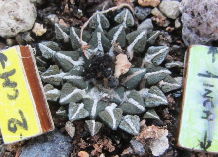 Ariocarpus <br>kotschoubeyanus elephantidens