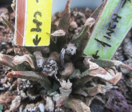 Ariocarpus <br>agavoides