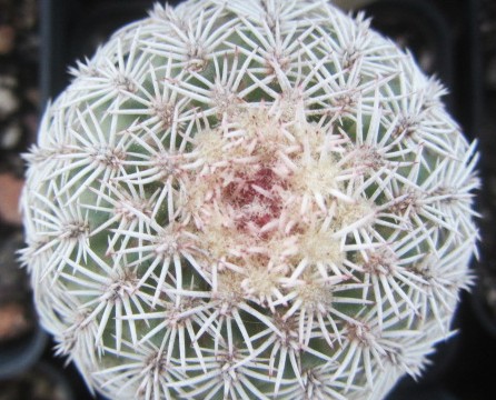 Echinocereus <br>pectinatus weigeri ctnoides